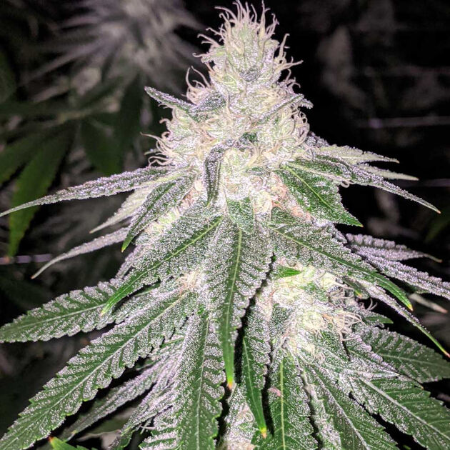 Cannabissamen Purple Hashplant Haze Regulär für Indoor